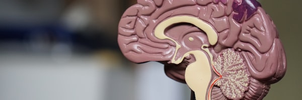 医疗诊断辅助应用 - 医生使用预测模型分析患者医疗数据